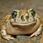 Spadefoot Toad life history and features