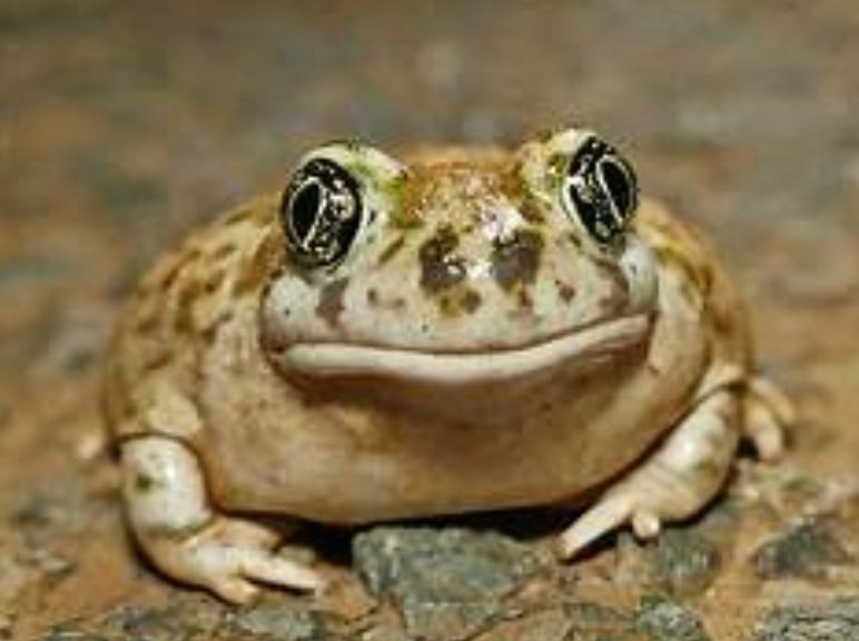 Spadefoot Toad life history and features