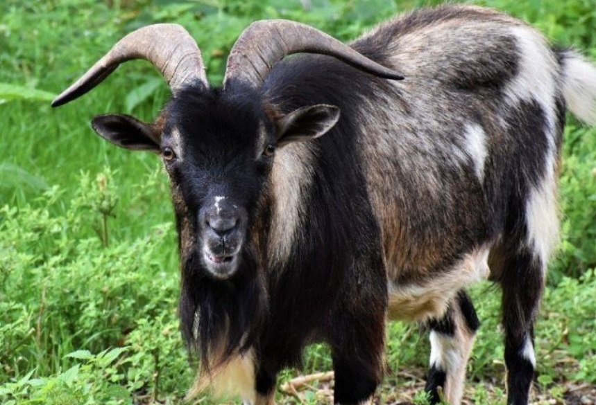 Top 10 Facts about Spanish Goat