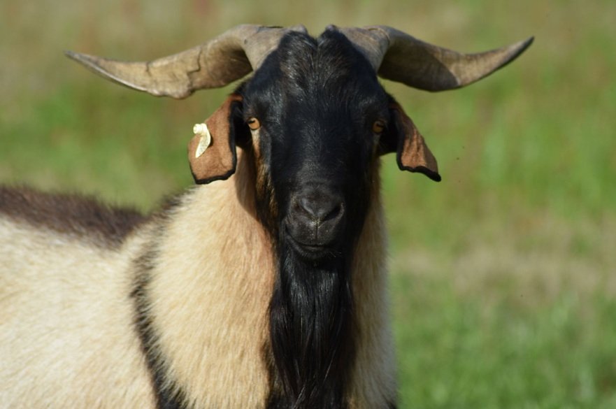 Spanish goats body characteristics and features