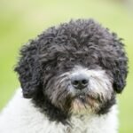 Spanish water dog body characteristics and features