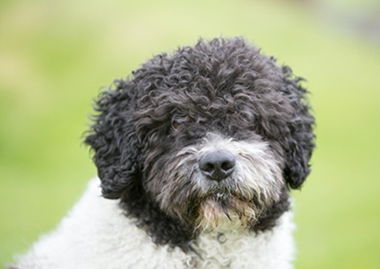 Spanish water dog body characteristics and features