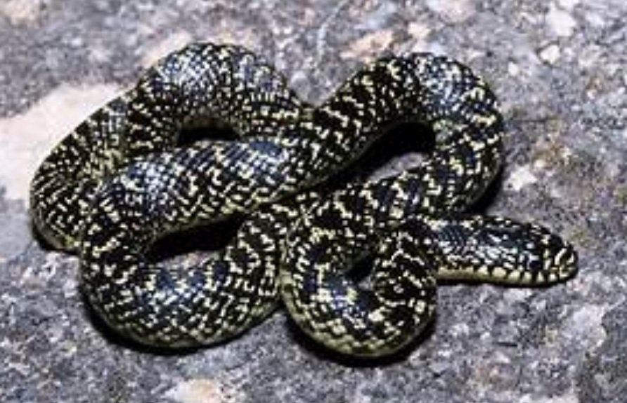 Speckled Kingsnake facts and characters