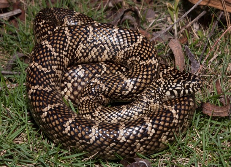 Speckled Kingsnake life history and features