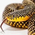 Speckled Kingsnake physical features and habitat