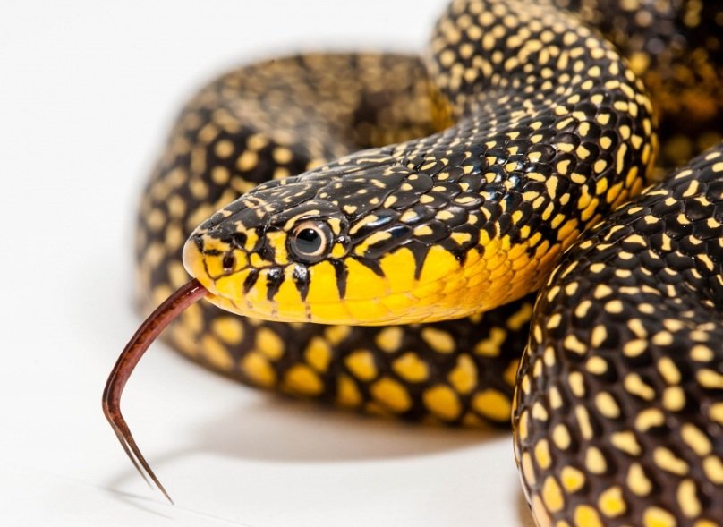 Top 10 Facts about Speckled Kingsnake