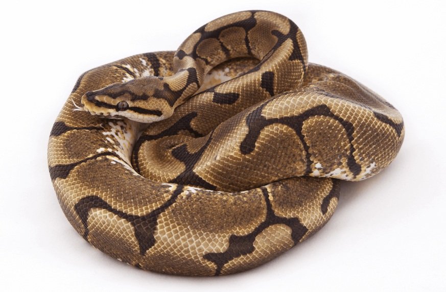 Spider Ball Python facts