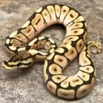 Spider Ball Python life history pictures