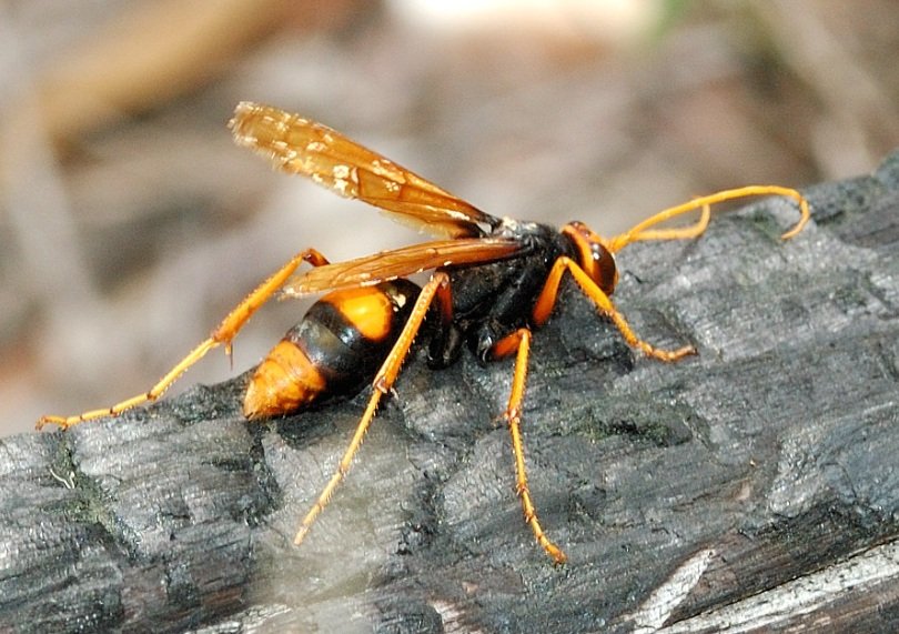 Spider Wasp insect body characteristics and features