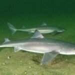 Spiny Dogfish body characteristics and features