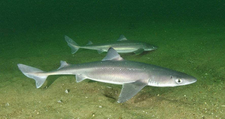 Top 10 Facts about Spiny Dogfish