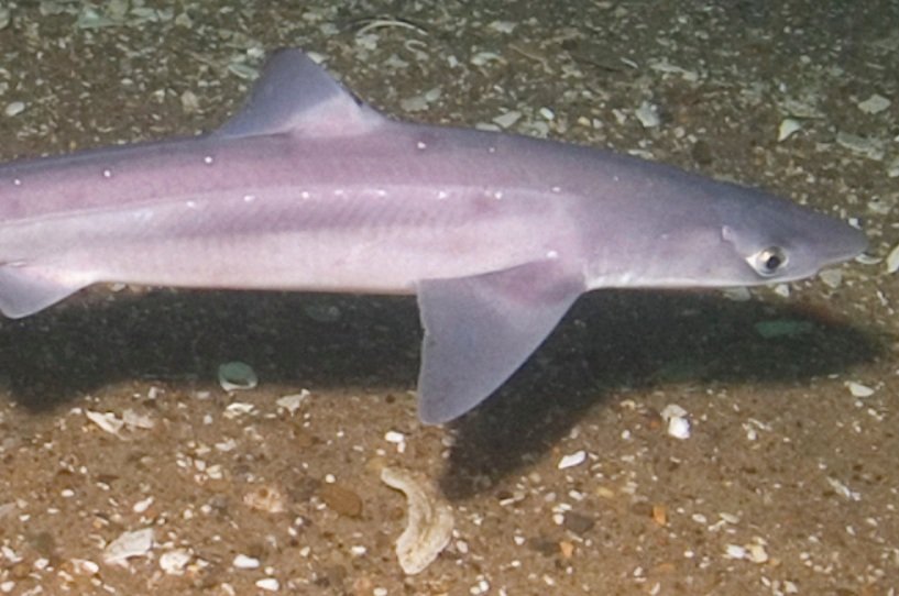 Spiny Dogfish facts and characters