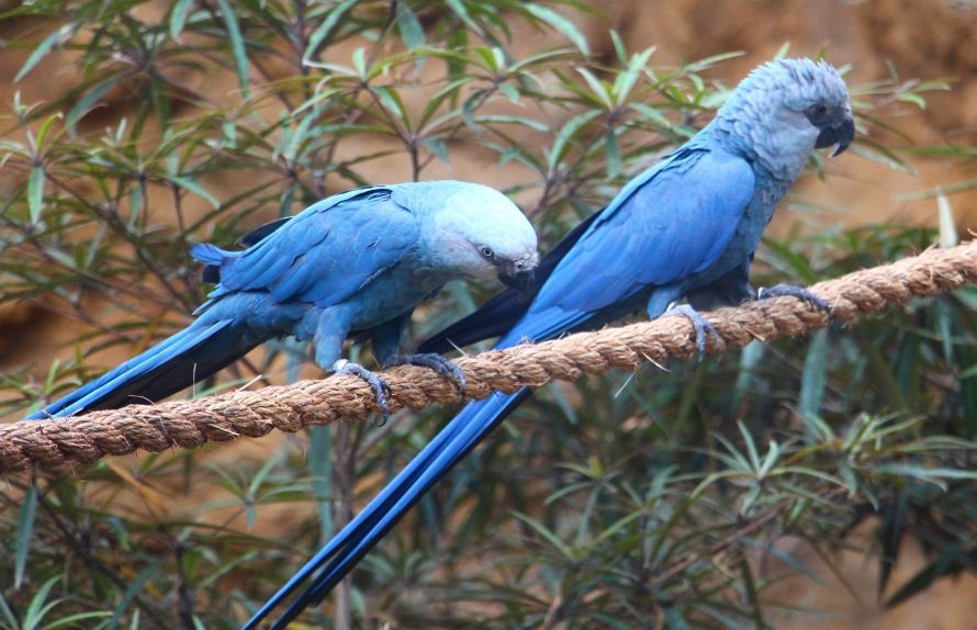 Spixs Macaw Parrot diet, facts and features