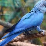 Spixs Macaw Parrot - diet, habits, behavior and characteristics