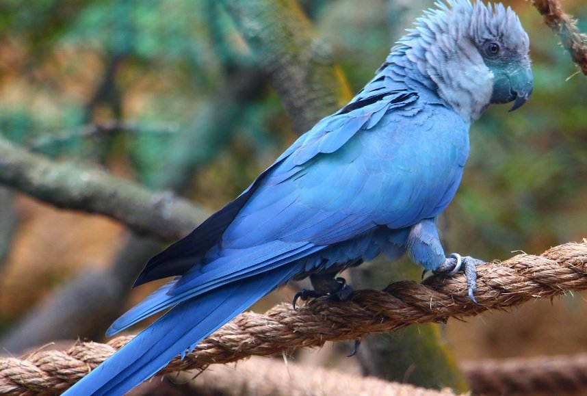 Top 10 Facts about Spixs Macaw Parrot