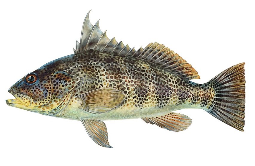 Spotted Bass fish body characteristics and features