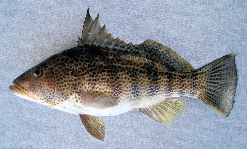 Spotted Bass fish life history and features