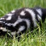 Spotted Skunk diet, habits, behavior and characteristics