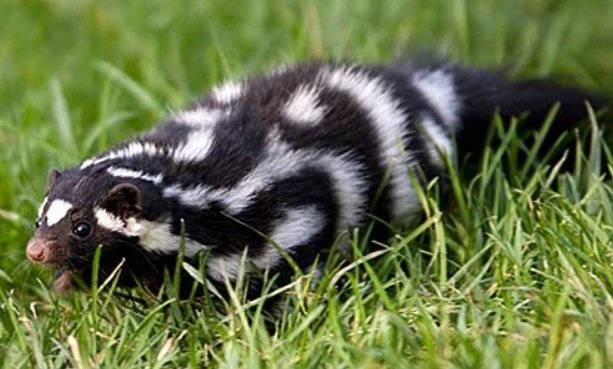 Top 10 Facts about Spotted Skunk