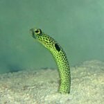 Spotted garden Eel body characteristics and features