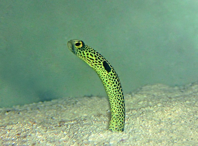 Spotted garden Eel body characteristics and features