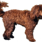 Springerdoodle life history characteristics