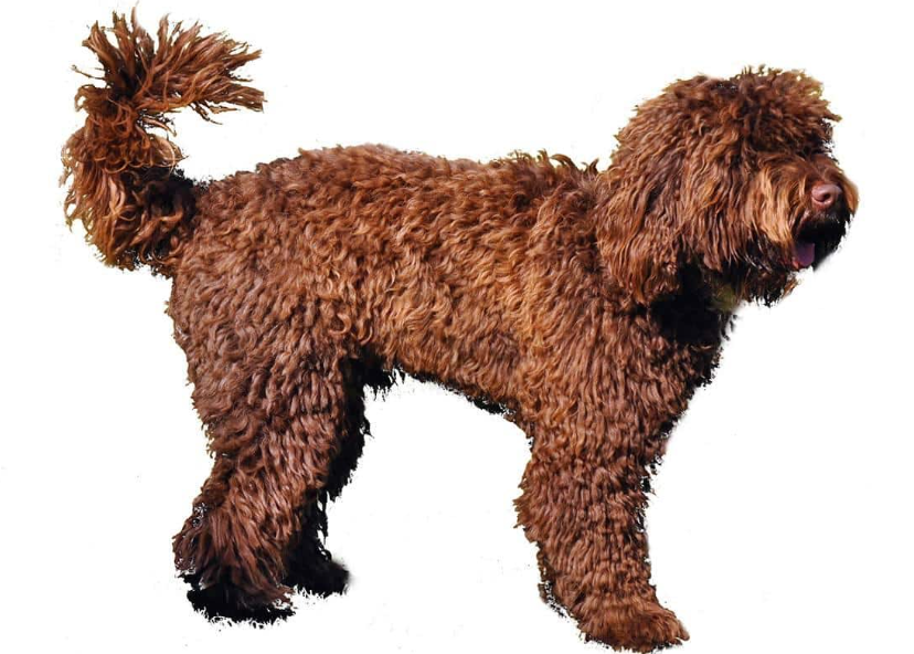 Top 10 Facts about Springerdoodle Dog