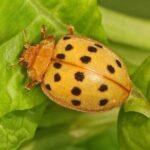Squash Beetle insect body characteristics and features