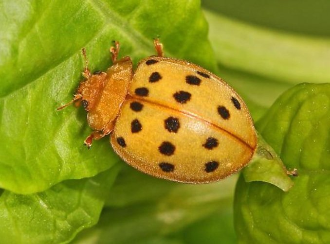 Top 10 Facts about Squash Beetle insect