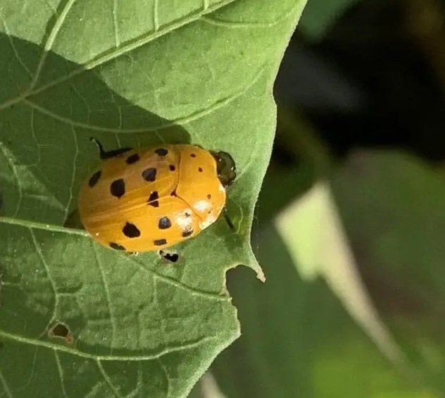 Squash Beetle insect life history pictures