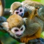 Squirrel Monkey life history and features