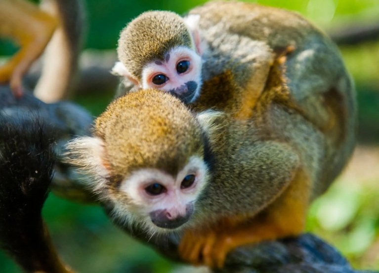 Top 10 Facts about Squirrel Monkey