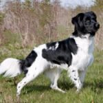 Stabyhoun dog body characteristics and features