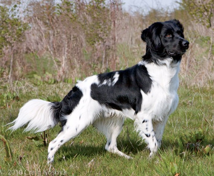 Top 10 Facts about Stabyhoun dog