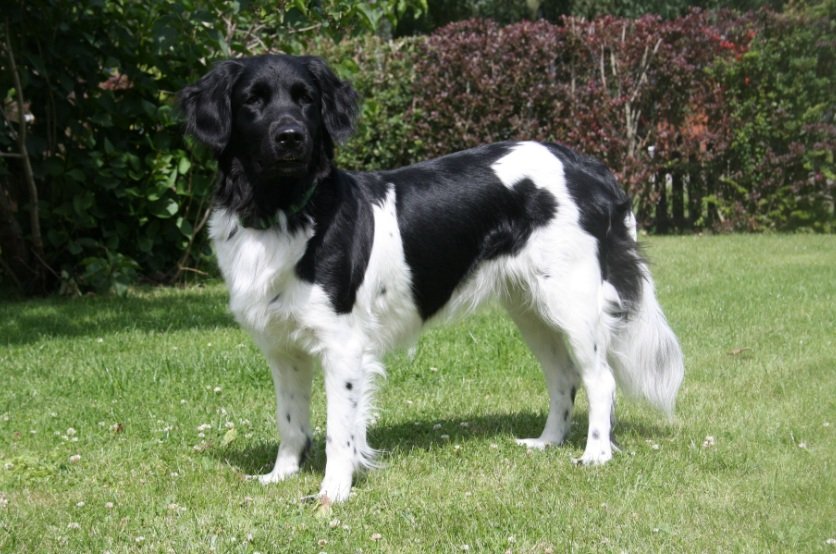 Stabyhoun dog body characteristics and features