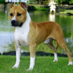 Staffordshire Bull Terrier Dog body characteristics and features