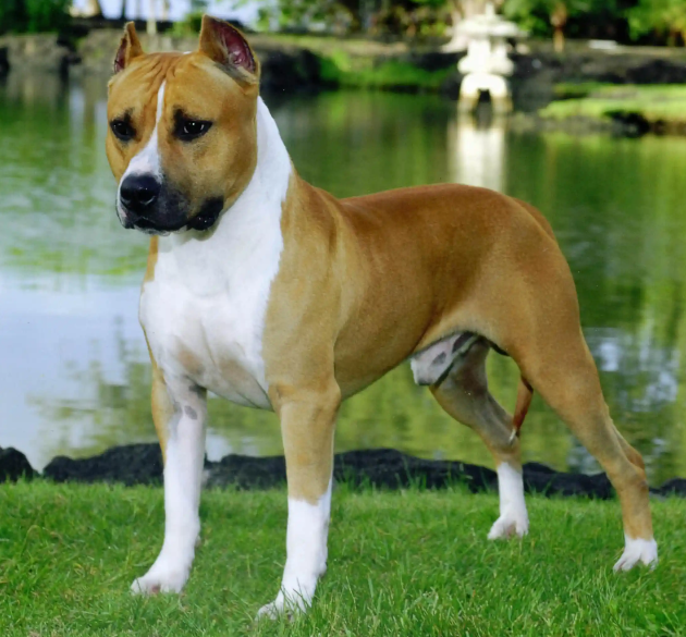 Top 10 Facts about Staffordshire Bull Terrier Dog