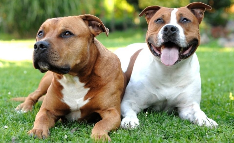 Staffordshire Bull Terrier Dog diet, habits, behavior and characteristics