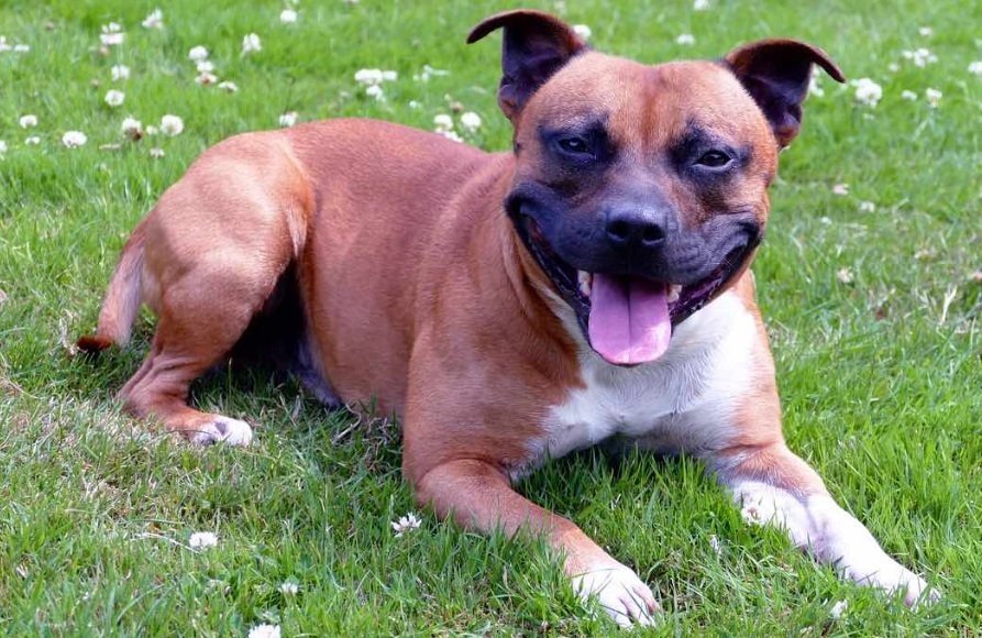 Staffordshire Bull Terrier Dog life history and features