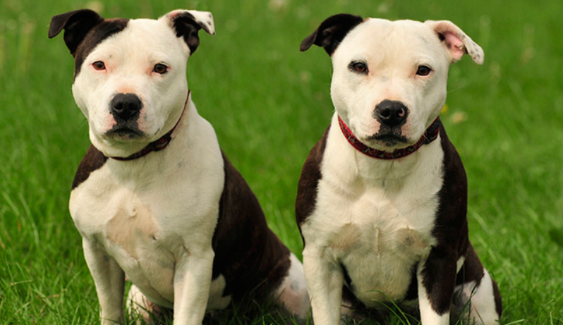 Staffordshire Bull Terrier Dog life history characteristics