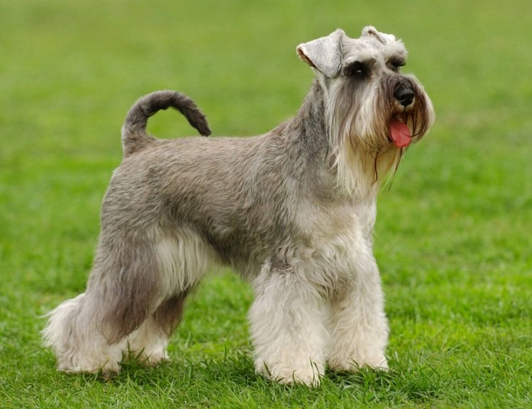 Standard Schnauzer dog life history and features