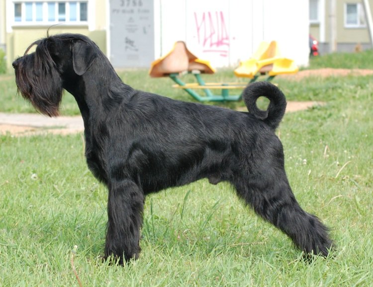 Standard Schnauzer dog life history pictures