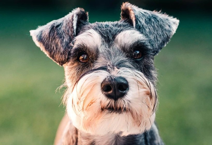 Top 10 Facts about Standard Schnauzer dog