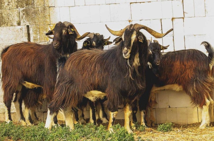 spanish goats facts and characters