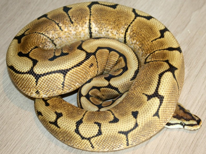 spider ball python Morph