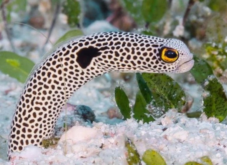 spotted garden eels life history pictures