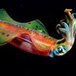 squid body characteristics and features