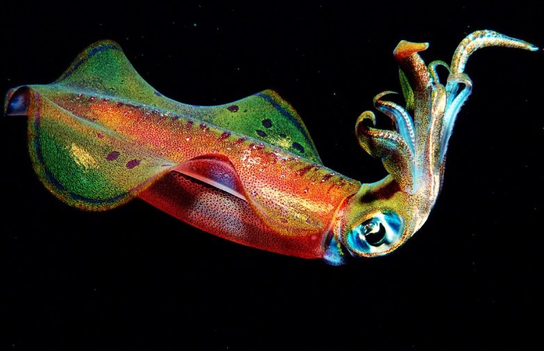 Top 10 Facts about Squid