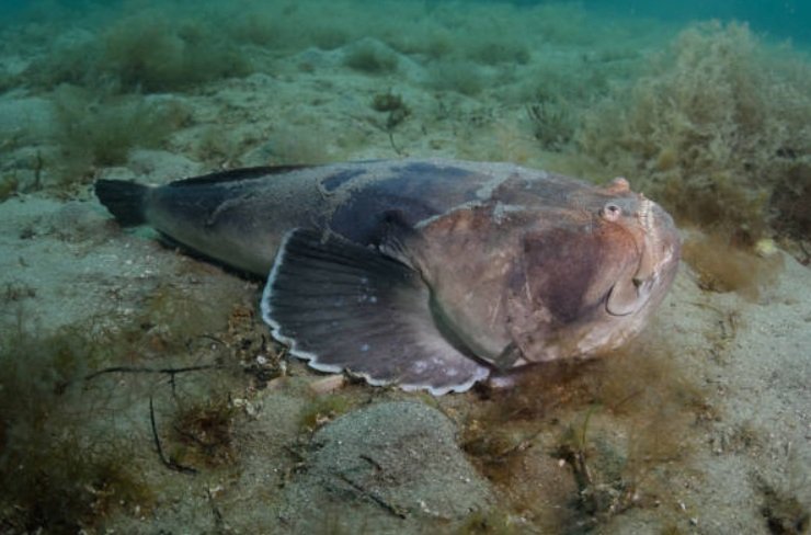 Top 10 Facts about Stargazer Fish - ANIMALS