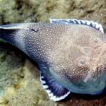 stargazer fish life history pictures